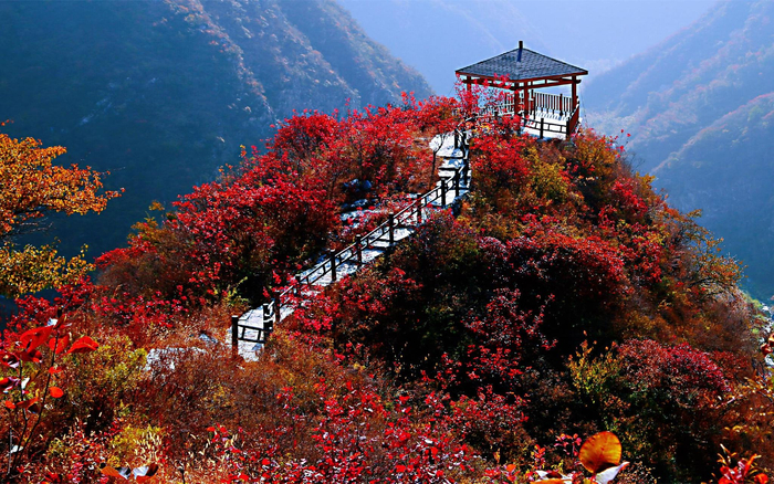 百佳阁的洗心谷红叶。大安乡供图