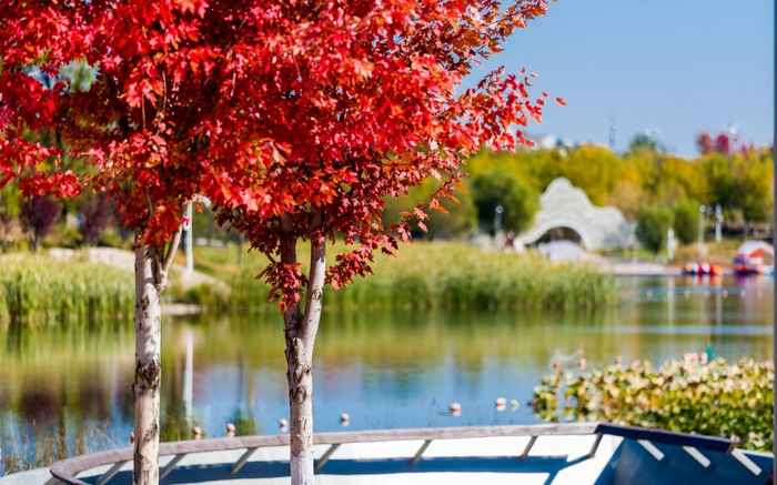 世园公园红叶。张立峰 摄