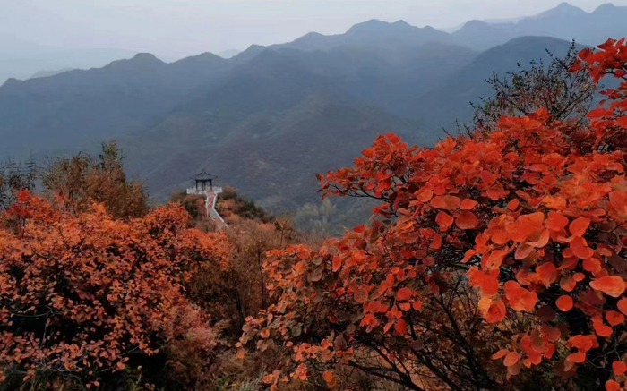 妙峰山秋色。门头沟区委宣传部供图