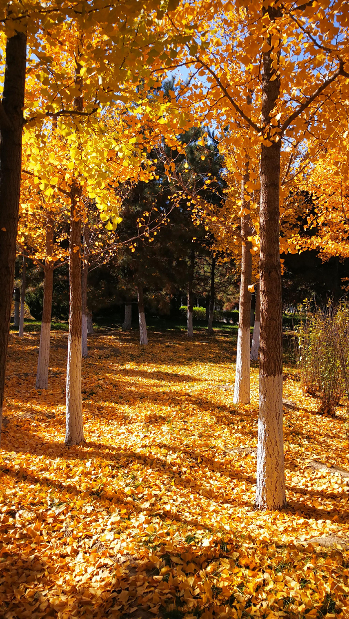 念坛公园秋景。大兴区园林绿化局供图