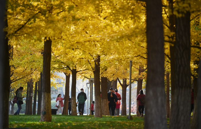 2021年11月，地坛公园银杏林。资料图片/新京报记者 李木易 摄