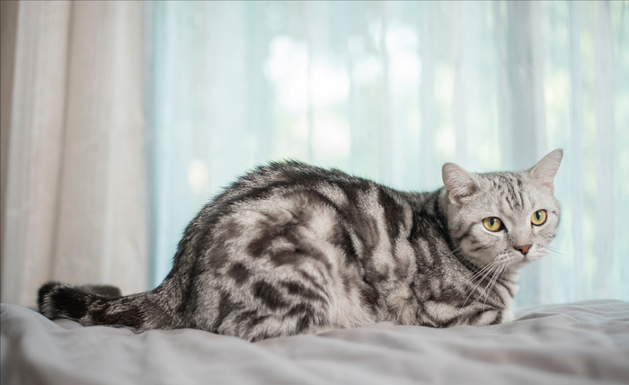 “美短猫”和“狸花猫”傻傻分不清?这几点带你迅速辨别|中华田园猫|美国短尾猫|美国短毛猫|斑纹|毛发_新浪新闻