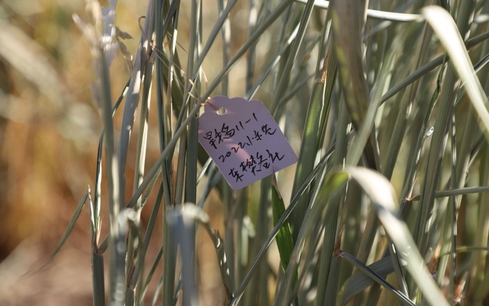 农场里第一年种了十多个旱稻品种。受访者供图