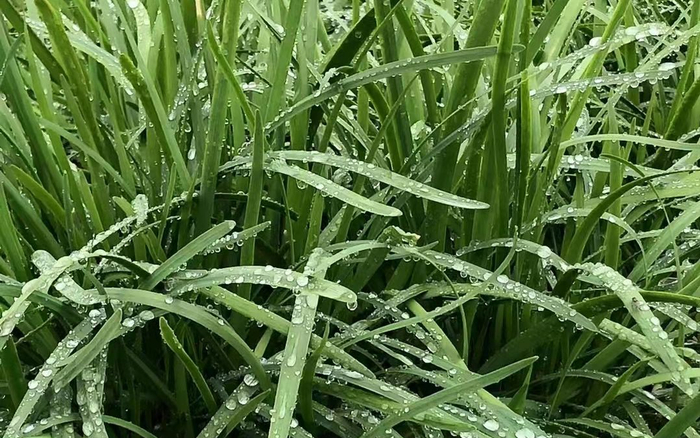 10月21日早，西郊盖韭上沾满了露珠。受访者供图