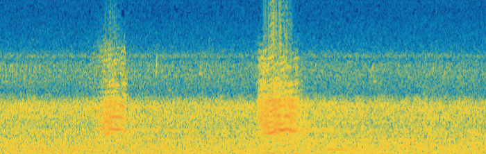 苍鹭的叫声转为频谱后的可视化声纹图。受访者供图