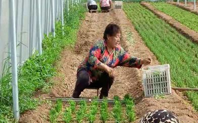 韭菜幼苗定植。受访者供图