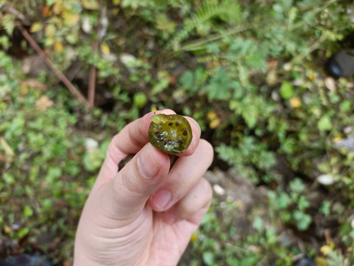  9月30日，甘宇在山上吃过的野生猕猴桃。新京报记者 吴采倩 摄