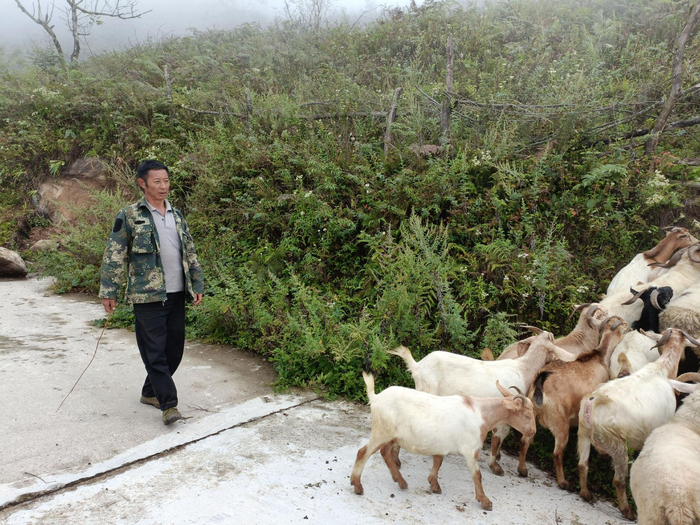  9月30日，倪太高赶着羊群去山上吃草。新京报记者 吴采倩 摄