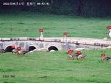 声纹智能监测黑科技可识别800种鸟鸣