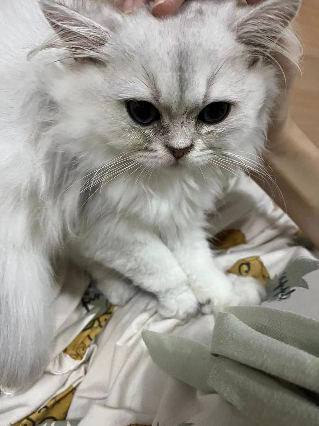 梁女士购买的金吉拉猫。受访者供图