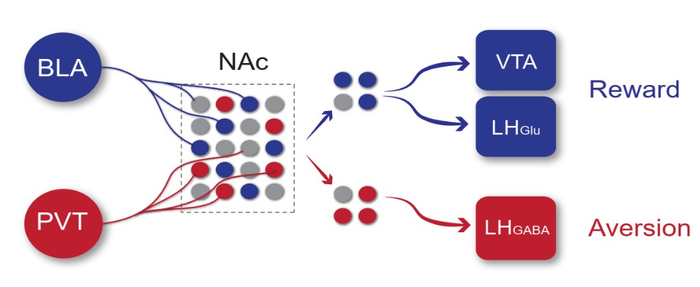 两条平行的NAc神经环路分别调控奖赏和厌恶。研究团队供图