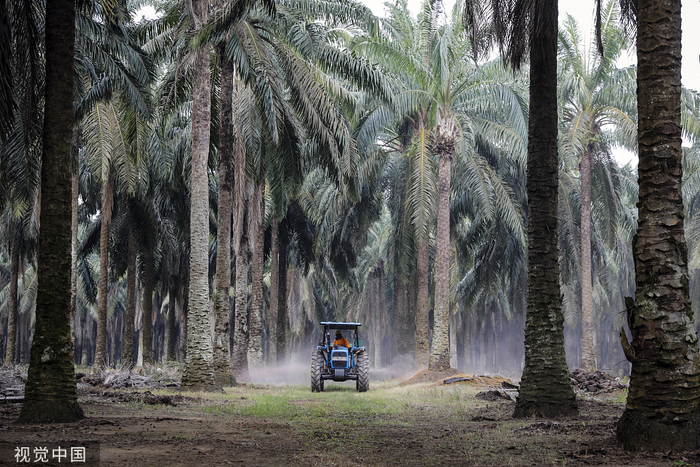 当地时间2019年11月14日，马来西亚柔佛，云顶种植园有限公司经营的Tanah Merah庄园生长着棕榈树。视觉中国 资料图
