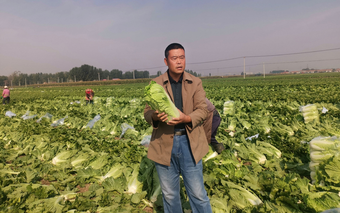 王怀宇的合作社种了3000多亩大白菜。受访者供图