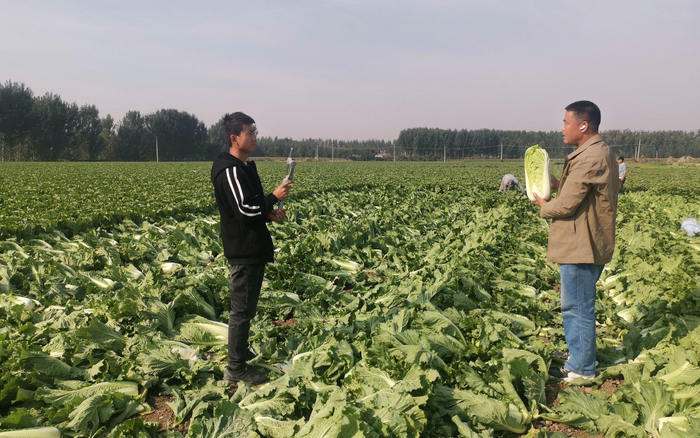 种植户通过网络销售大白菜。受访者供图