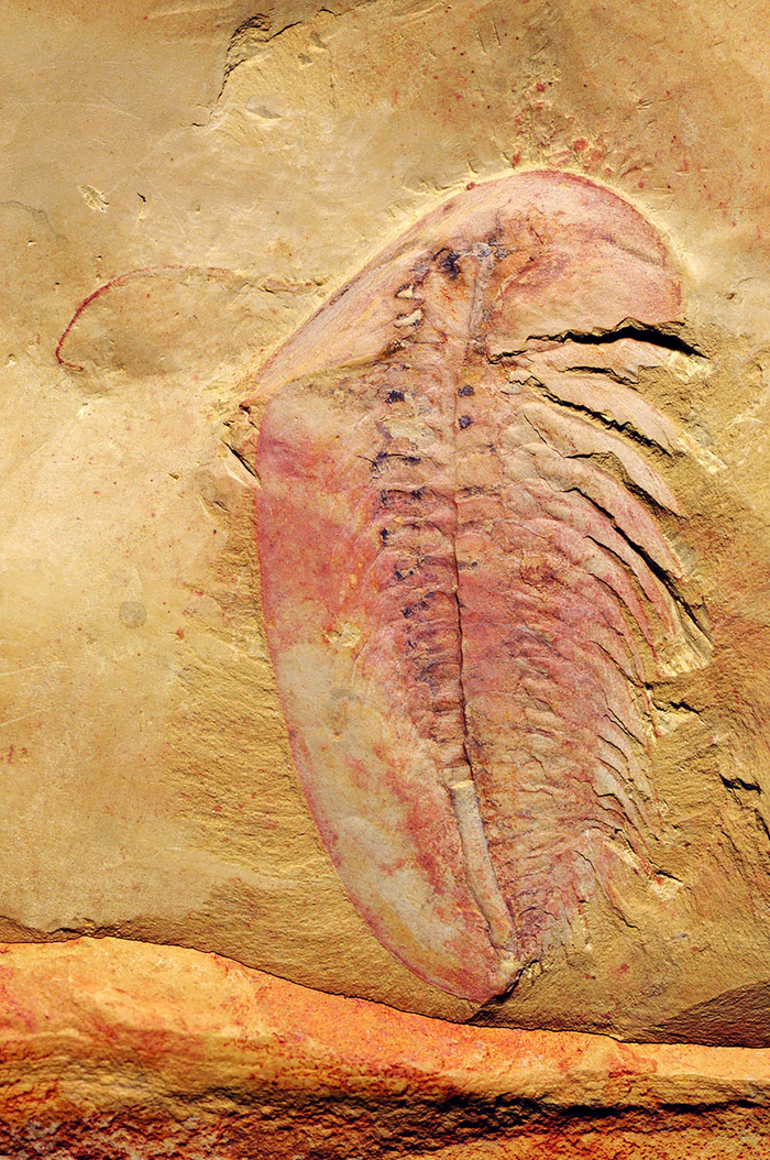 长尾纳罗虫。受访者供图