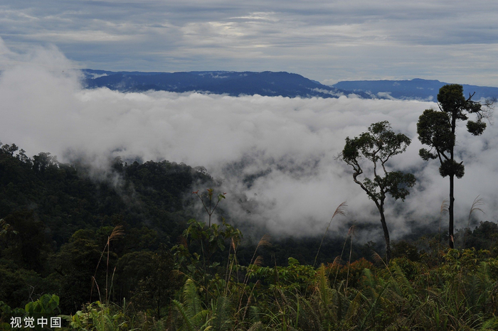当地时间2013年11月17日，马来西亚婆罗洲砂拉越，被大雾笼罩的山头。视觉中国 资料图