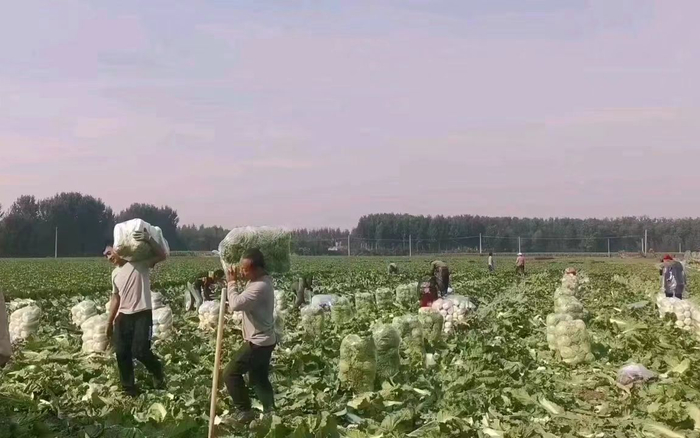 采收玉田白菜。受访者供图