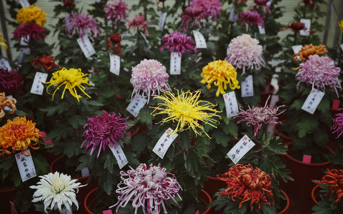 北京市第四十三届菊花（市花）展上，北海公园自育的新品种“大家庭”首次亮相，共有50多个品种。新京报记者 薛珺 摄