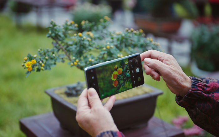 10月28日，北海公园，游客用手机拍摄菊花。新京报记者 薛珺 摄