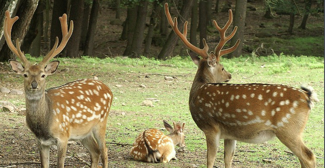 △梅花鹿，图源百度百科 