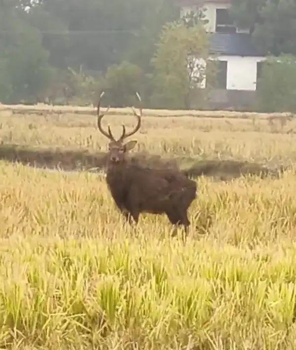 △村民拍到的“麋鹿” 