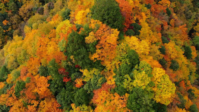 众多彩叶树木，把整个园区的高山深谷，染成火焰一般的颜色。陈林虎 摄 