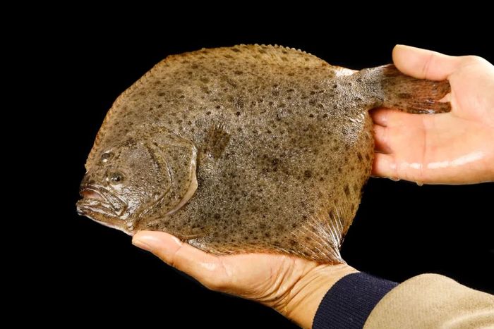 比目鱼，图库版权图片，不授权转载