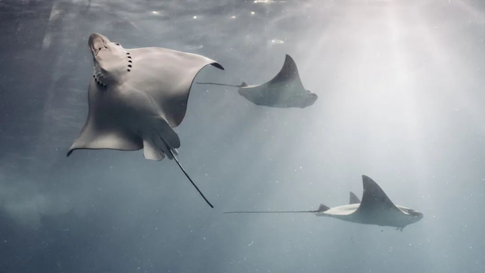 扁平的鳐鱼，图库版权图片，不授权转载