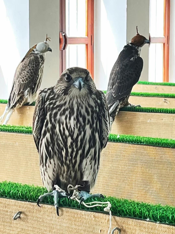 在多哈，至今还有猎隼集市 图 安安