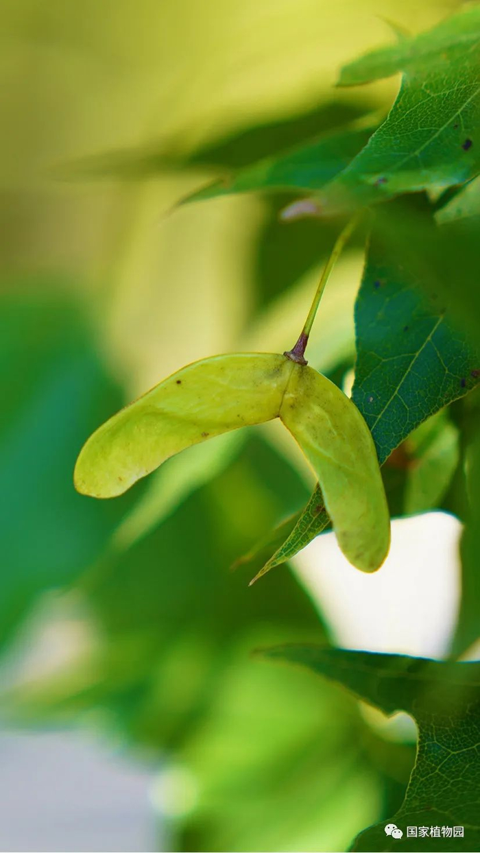 △元宝槭双翅果
