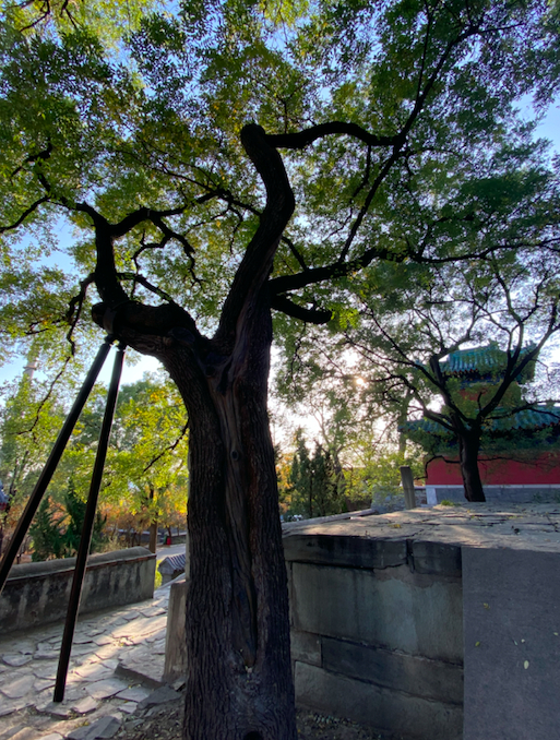 天空寺古槐树，树洞已用仿真树干封堵。朱松梅摄