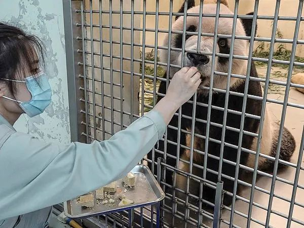 工作人员正在给患病的雄性大熊猫“团团”喂食。 图源：视觉中国