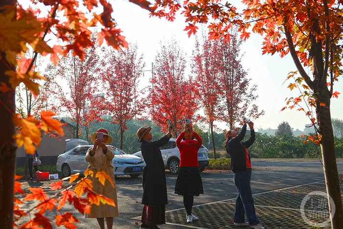《长寿慢城秋色美》组照九 袁志龙 摄