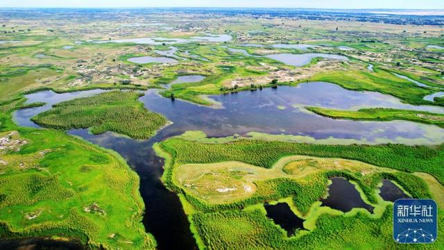↑新疆阿勒泰科克苏湿地国家级自然保护区夏季景色（2022年8月8日摄，无人机照片）。新华社发（阿尔达克·拜斯汗 摄）