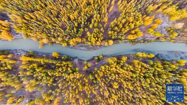↑新疆博乐博尔塔拉河国家湿地公园秋景（2022年10月20日摄，无人机照片）。新华社发（于苏甫·艾尼 摄）