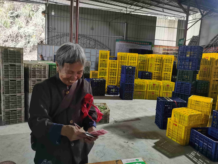 合作社给农户结算果款。朱昱颖 摄