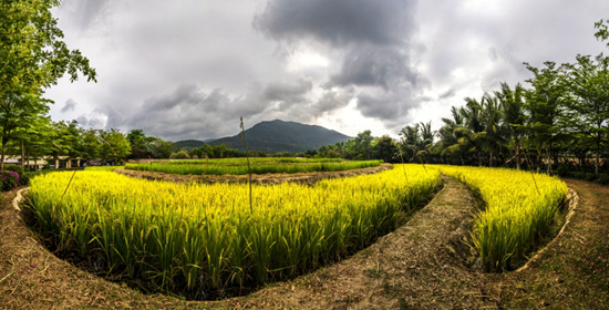     2021年3月2日，海南三亚，水稻国家公园水稻科研生产和制种基地。视觉中国供图（资料图片）