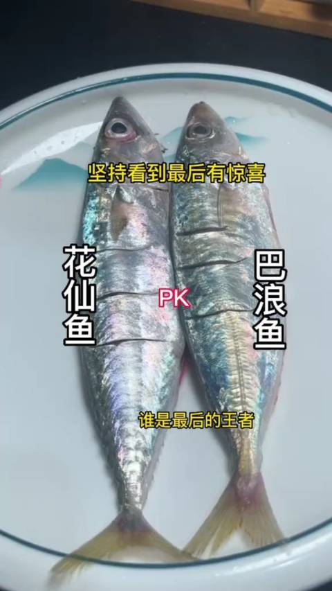 巴浪鱼和花仙鱼的区别,巴浪鱼尾部上来有鳞片而花仙没有