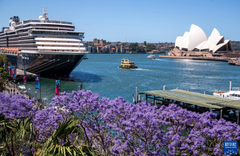 澳大利亚悉尼：蓝花楹盛开