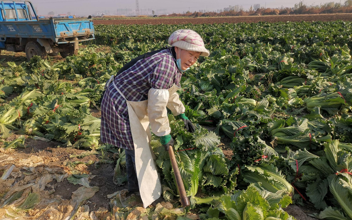 玉田包尖白菜开始大规模采收。受访者供图