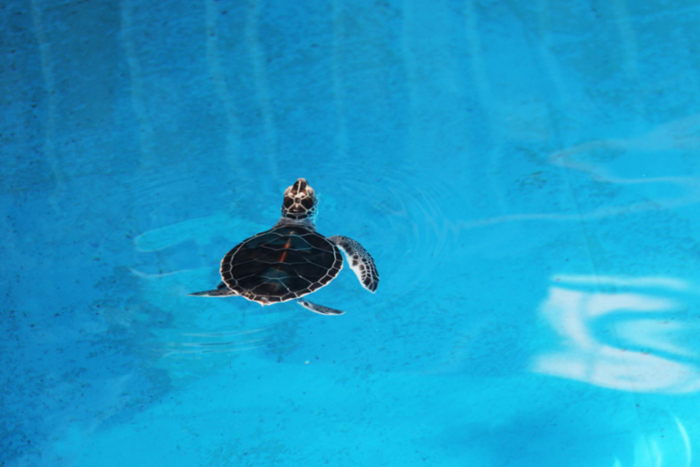 ▲首次成功放归人工饲养条件下培育的绿海龟。