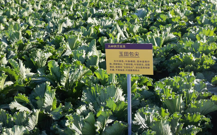 玉田包尖白菜。受访者供图