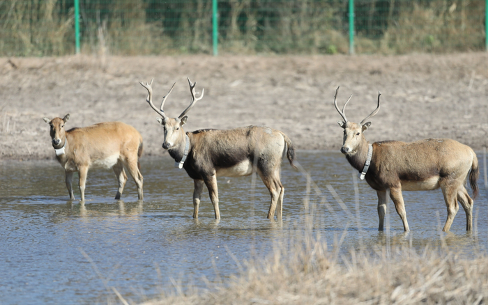 在野鸭湖湿地生活的麋鹿。方春 摄