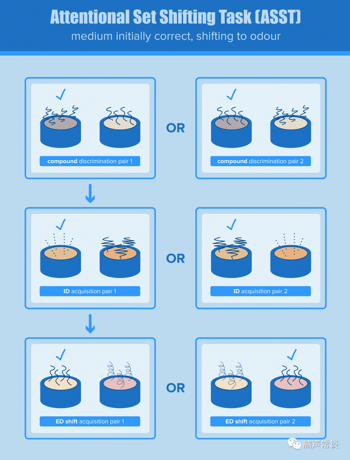 Object Placement Task Rats 动物行为实验手册丨注意定势转移任务(AST)测试方法__财经头条__新浪财经