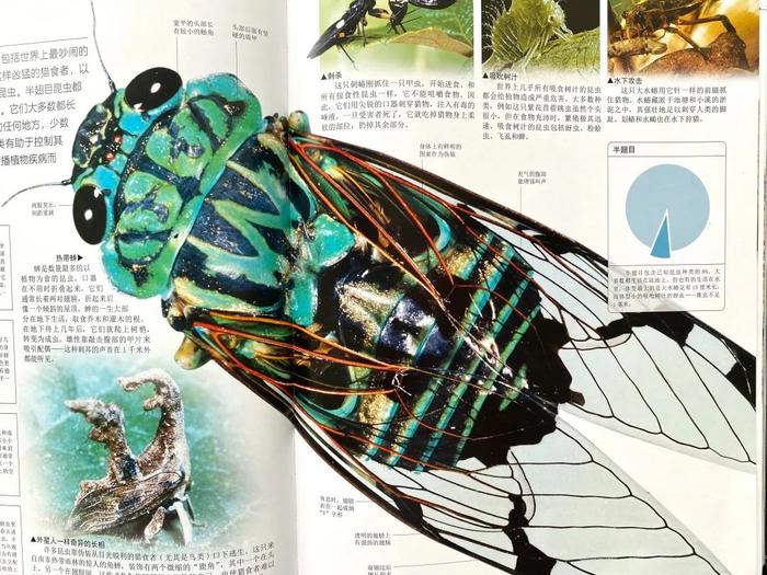 3350幅高清图，1100个物种，3000个知识点，《DK生命》探索百科系列精华 