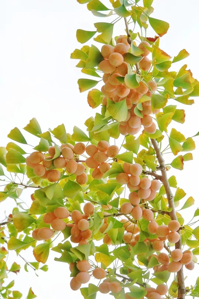 圆圆的白果缀满了枝头