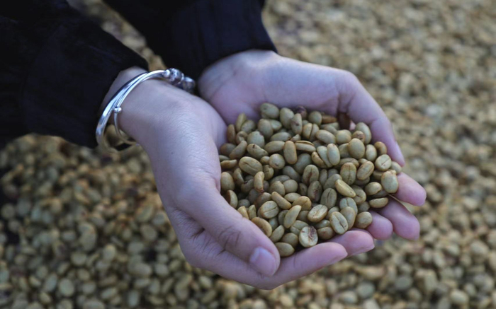 杨鸿简咖啡园出产的咖啡豆。受访者供图