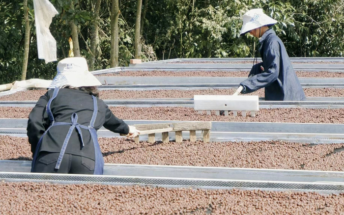 云南省普洱市大开河村野鸭塘河谷咖啡庄园，工人在处理咖啡。受访者供图