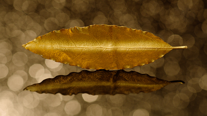 金叶子 本文图片均为 受访者 供图