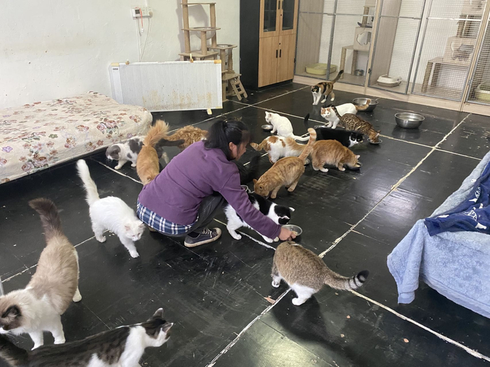 11月2日下午，李林正在给猫咪们喂鸡胸肉。新京报记者 乔迟 摄